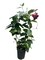Red Brazil Jasmine Plant - Mandevilla/Dipladenia - 5" Pot/Trellis